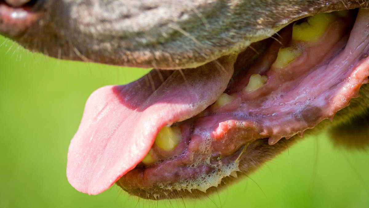 Tuy nhiên, các bác sĩ cho biết nhiễm trùng này rất hiếm, do vậy, những người yêu động vật không cần phải hoảng sợ.