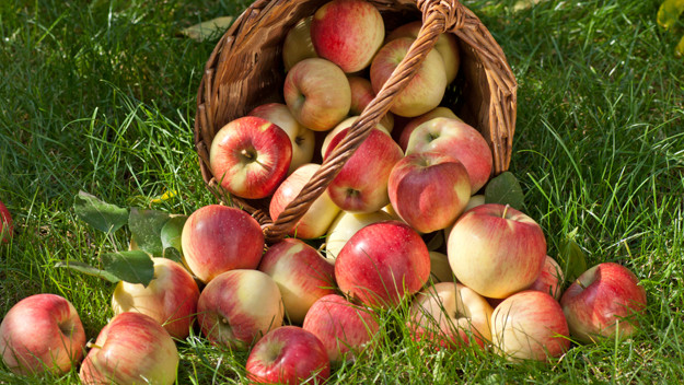 Táo là trái cây mùa thu chứa nhiều chất xơ và vitamin C, có tác dụng tăng cường miễn dịch, tăng sức đề kháng cũng như chống lão hóa, bảo vệ sức khỏe tim mạch.