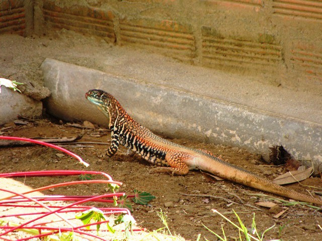 Con dông nhìn giống như rắn mối hay kỳ nhông. Người dân Phú Yên thường bắt dông trên những cồn cát có cỏ gần bãi biển. Người dân bắt dông nhiều nhất ở những bãi cát ven biển các xã: Hòa Hiệp Bắc, Hòa Hiệp Trung, Hòa Tâm, Bình Kiến…