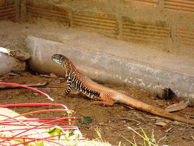 Con dông nhìn giống như rắn mối hay kỳ nhông. Người dân Phú Yên thường bắt dông trên những cồn cát có cỏ gần bãi biển. Người dân bắt dông nhiều nhất ở những bãi cát ven biển các xã: Hòa Hiệp Bắc, Hòa Hiệp Trung, Hòa Tâm, Bình Kiến…