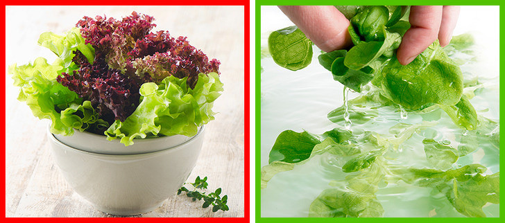 Rau diếp: Tất cả rau xanh đều rất ngon và khỏe mạnh. Nhưng khi chuẩn bị rau diếp, đừng quên rửa nó. Để loại bỏ cát hoặc bụi bẩn trong lá rau, bạn phải xé rau diếp bằng 2 tay, rửa và ngâm trong nước sạch trong vài phút, rồi vớt rau ra rổ để cho khô ráo.