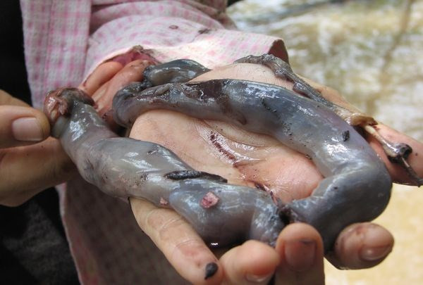 Đặc biệt, người dân Philippines cũng khuyến cáo rằng khi ăn phải... nuốt cả con thì mới ngon.