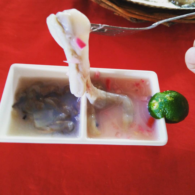 Dù nhìn như giun nhưng con hà thực chất thuộc lớp vỏ hai mảnh nhuyễn thể.