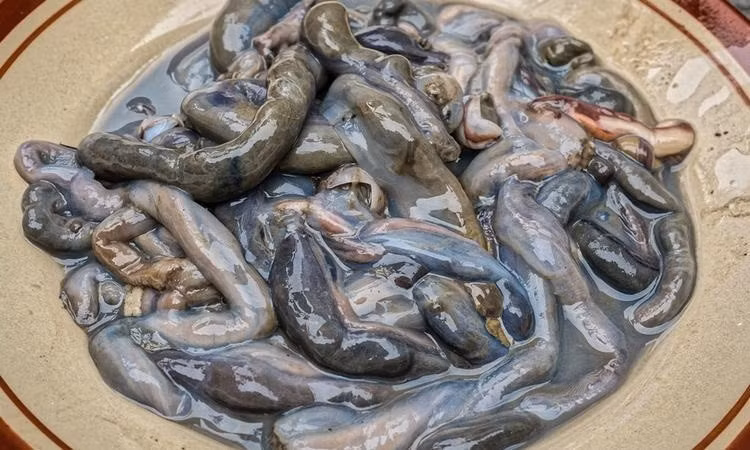 Đĩa sâu sống đặc sản mà ít thực khách dám ăn thử. Ảnh: Internet.