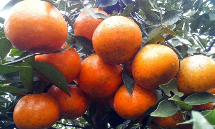 Cam bù Hương Sơn là một trong những đặc sản Hà Tĩnh lừng danh, được trồng chủ yếu ở 12 xã trong huyện, gồm: Sơn Bằng, Sơn Trung, Sơn Phúc, Sơn Phú, Sơn Mai, Sơn Thuỷ, Sơn Trường, Sơn Hàm, Sơn Quang, Sơn Diệm, Sơn Lâm, Sơn Kim. Ảnh: Nhadautu.vn