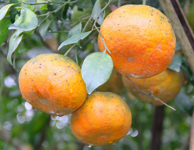 Cam bù khi chín vỏ đỏ, xốp dễ bóc vỏ, múi cam mọng nước, ít hạt, ăn có vị ngọt, hương thơm quyến rũ, giá trị dinh dưỡng cao. Đây là cây bản địa được chọn lọc tự nhiên qua hàng trăm năm. Cam bù Hương Sơn là đặc sản Hà Tĩnh mà du khách thường mang về làm quà cho người thân khi đến đây. Ảnh: Dân Việt.