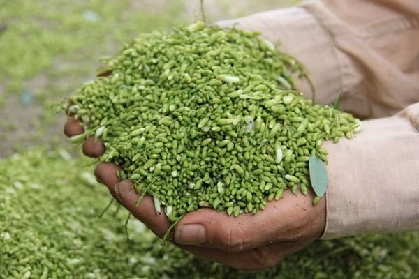 Chua dau dau khi thay doi thoi tiet tu cay hoa hoe-Hinh-2