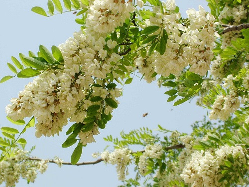 Chua dau dau khi thay doi thoi tiet tu cay hoa hoe