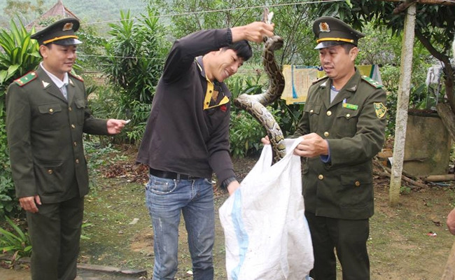 Ha Tinh: Tha 2 con tran gam quy hiem ve moi truong tu nhien-Hinh-2