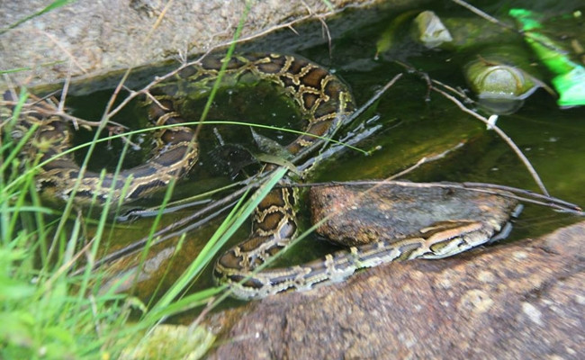 Ha Tinh: Tha 2 con tran gam quy hiem ve moi truong tu nhien