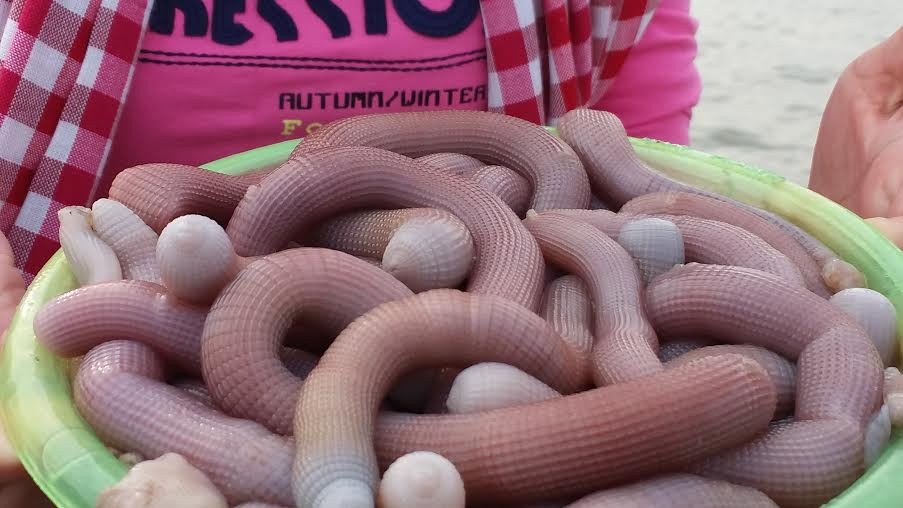 Tuy nhiên ít ai biết đây cũng là đặc sản tiến vua thời xưa kia. Loài sinh vật thân mềm này sống tại những bãi cát ven biển và được khai thác từ tháng 3 đến tháng 7.