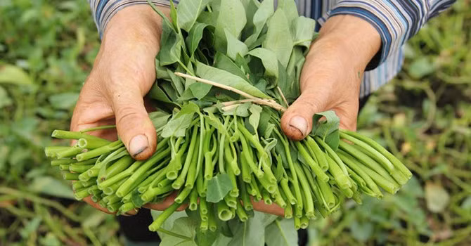 Rau muống Linh Chiểu: Chuyện kể rằng, nhà vua đi ngang qua xứ này được dân thết đãi đặc sản rau muống. Rau có màu trắng, sau khi luộc có màu xanh nhạt, ăn có vị ngọt.