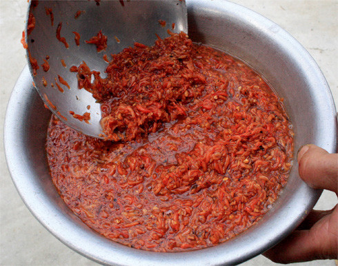 Mắm tép Hà Yên là một đặc sản quý và độc đáo ở vùng chiêm trũng xứ Thanh, trong đó nổi tiếng nhất là hai làng Đình Trung và Yên Xá thuộc xã Hà Yên, huyện Hà Trung. Công việc làm mắm tép đòi hỏi phải theo mùa, khi tép ngon, béo nhất. Ảnh: Internet.