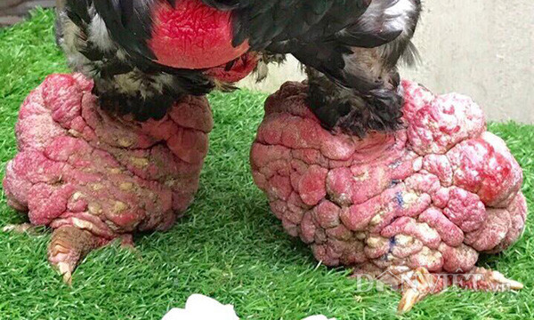 Gà Đông Tảo có có thân hình to lớn, chân to nặng, xù xì, bao quanh chân là một lớp vảy da sần sùi... chỉ được nuôi ở Việt Nam mà không tìm thấy ở đâu trên thế giới. Phần thịt gà ngọt với khối lượng thịt ức nhiều, đỏ hồng, bắp đùi có nhiều bó cơ cuồn cuộn, không có gân, không dai, ăn rất ngon.