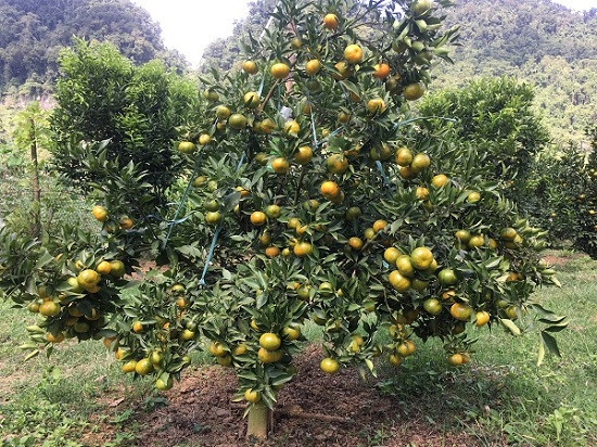Quen duong ve khi lac vao nhung vuon cam chin ro o Son La