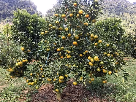 Quen duong ve khi lac vao nhung vuon cam chin ro o Son La