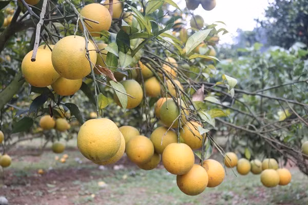 Quen duong ve khi lac vao nhung vuon cam chin ro o Son La-Hinh-5