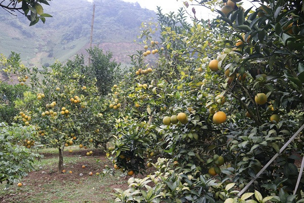 Quen duong ve khi lac vao nhung vuon cam chin ro o Son La-Hinh-3