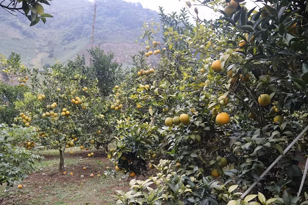 Quen duong ve khi lac vao nhung vuon cam chin ro o Son La-Hinh-3