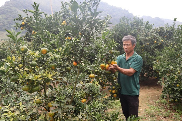 Quen duong ve khi lac vao nhung vuon cam chin ro o Son La-Hinh-2
