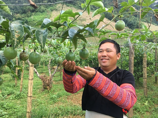 Quen duong ve khi lac vao nhung vuon cam chin ro o Son La-Hinh-9