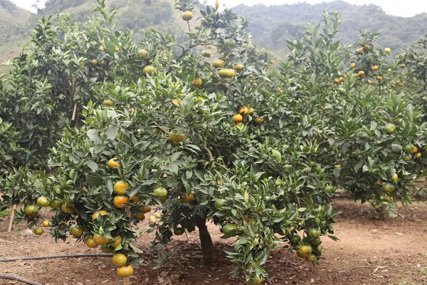 Quen duong ve khi lac vao nhung vuon cam chin ro o Son La-Hinh-6