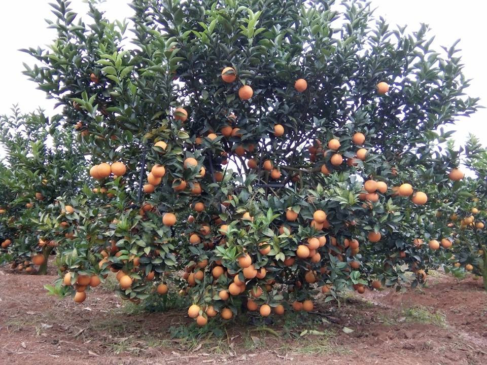 Quen duong ve khi lac vao nhung vuon cam chin ro o Son La-Hinh-4