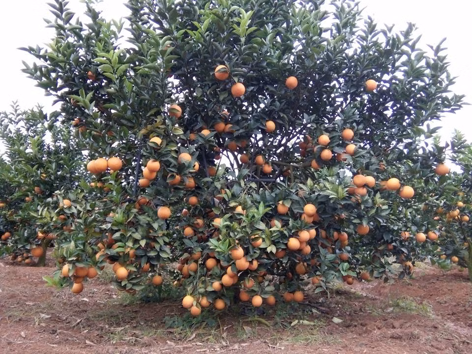 Quen duong ve khi lac vao nhung vuon cam chin ro o Son La-Hinh-4