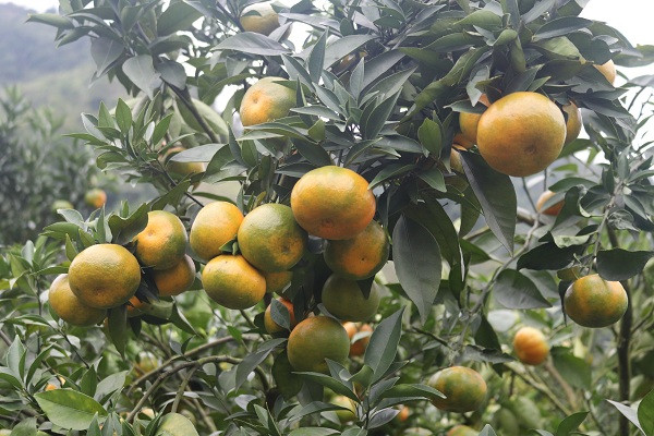 Quen duong ve khi lac vao nhung vuon cam chin ro o Son La-Hinh-7