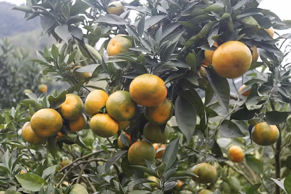 Quen duong ve khi lac vao nhung vuon cam chin ro o Son La-Hinh-7