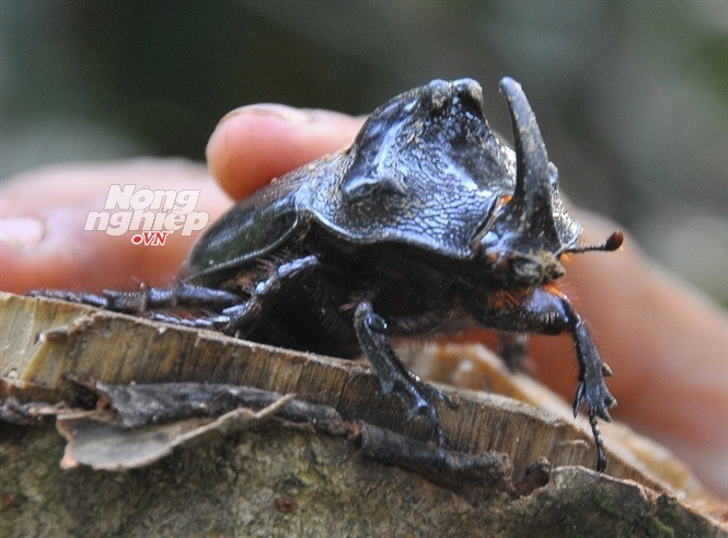 Cách sơ chế bọ hung khá đơn giản, chỉ cần ngâm chúng vào nước muối pha loãng, rửa sạch sau đó vặt cánh bọ, cắt bỏ phần chân dưới rồi xé bụng moi sạch ruột.