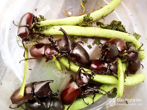 Khi mùa ve bắt đầu cũng là khi mọi người đổ xô đi săn những con bọ hung tê giác trưởng thành để về chế biến thành món nhậu khoái khẩu.