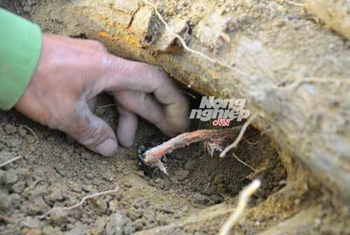 Cứ đến mùa, người dân lại đi đào dưới những hốc cây hoặc vạch kẽ lá để tìm bọ hung.
