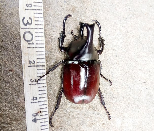 Điều đặc biệt của loài bọ này là chiếc sừng lớn nhô ra phía trước ngực và một sừng phía dưới nhô ra từ đầu. Sừng dài, cong và cứng giống như chiếc sừng của tê giác, nên chúng được gọi là "bọ hung tê giác".