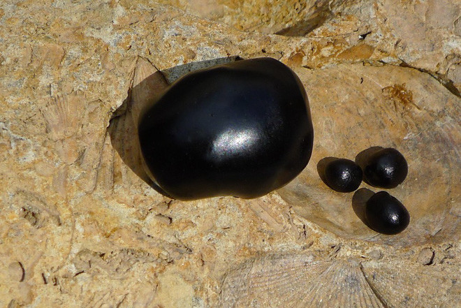 Chính vì thế, Shilajit thường được người xưa sử dụng làm các bài thuốc y học cổ truyền của Ấn Độ, giúp điều trị rối loạn cương dương.