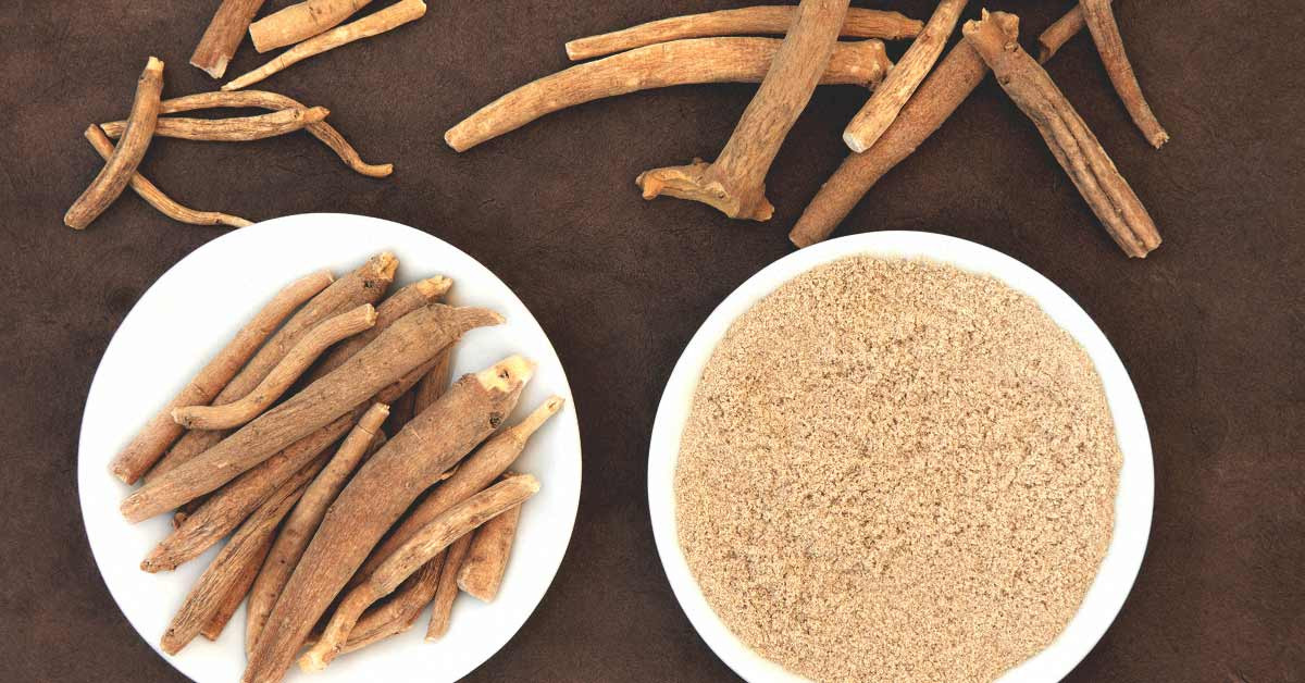 Ashwagandha (cây sâm đất) trong thời cổ đại được dùng để tăng cường miễn dịch, chống lão hóa và rối loạn cương dương. Ngày nay, loài cây này còn được sử dụng để giảm sưng, đau, ho. Người ta thường pha nước được nấu từ của sâm đất với một thìa cà phê mật ong, uống hai lần một ngày.