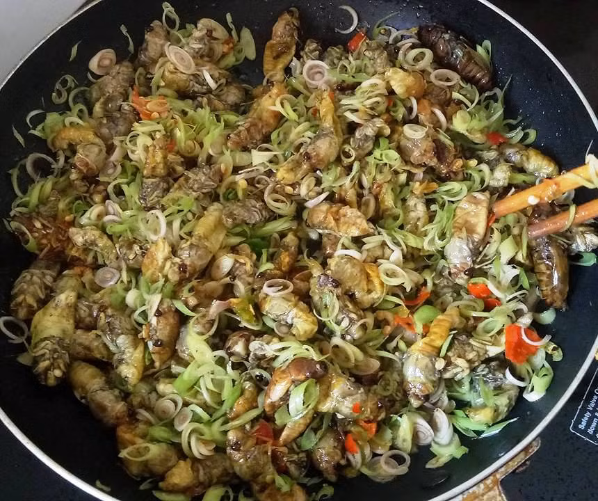 Trên bếp lửa rực hồng, người ta cho những con ve sầu vào chảo dầu nóng, khi thấy chúng chuyển sang màu vàng là đã chín. Vị bùi bùi của ruột ve sau lớp vỏ giòn tan thơm phức, thêm đậm đà khi chấm vào bát nước mắm khiến người thưởng thức nhớ mãi. Ảnh: Báo Quảng Nam.