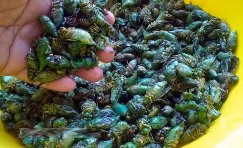 Người đi “săn” ve sầu chỉ cần cầm 1 viên đá to, đập mạnh vào các cây có ve đậu nhiều để ve rớt xuống. Tiếp đến, người ta cầm đèn pin chiếu thẳng xuống đất, thu hút sự chú ý của hàng chục, hàng trăm con ve sầu. Công việc duy nhất còn lại là bắt ve đem bỏ vào giỏ. Ảnh: Dân Việt.