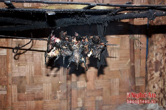 Sau khi săn chuột về, dùng rơm hay dùng cỏ tranh khô thui vàng, mang đi mổ bụng. Khâu này người ta lấy hết nội tạng, chặt bỏ đầu, đuôi và chân, rửa sach, để ráo cho lên bếp phơi khô. Trong căn bếp của đồng bào vùng cao Nghệ An (người Khơ Mú, người Thái, người Mông) đều có một vài con chuột rừng để sẵn phòng khi khách quý tới chơi để đãi tiệc. Ảnh: Báo Nghệ An.