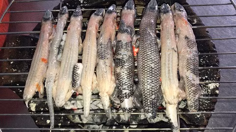 Rắn mối xuất hiện nhiều vào khoảng tháng 11, 12. Toàn thân rắn mối phủ một lớp vảy màu đen óng ánh. Chúng thường bò trên nền đất, ngoài vườn, thậm chí xuất hiện cả trên vách lá trong nhà. Rắn mối có mũi và lưỡi nhạy bén để săn mồi, chúng chạy rất nhanh và có thể “hy sinh” cái đuôi để thoát thân khi gặp nguy hiểm. Ảnh: Internet.