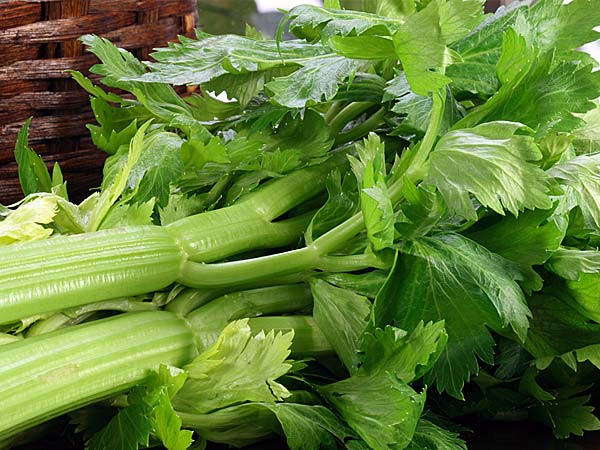 Tinh dầu hạt cần tây Ấn Độ có công dụng tăng cường tác dụng của thuốc trị bệnh gout như thuốc kháng viêm và thuốc chống corticoid. Tinh dầu hạt cần tây có đặc tính chống viêm, giảm sưng.