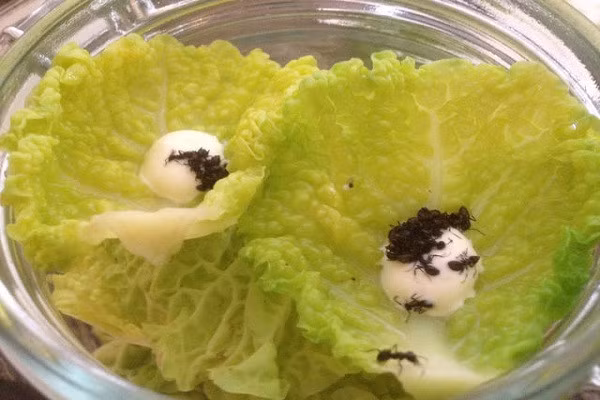 Salad kiến ướp lạnh là món ăn nổi tiếng tại Đan Mạch. Những con kiến được ướp lạnh để di chuyển chậm chạp hơn rồi đặt trên rau diếp và kem Fraiche trông rất hấp dẫn. Những thực khách đã nếm thử cho biết, kiến ướp lạnh có vị như gừng, rau mùi và sả thơm rất tuyệt.