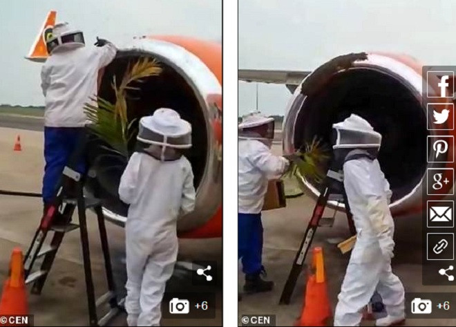 20.000 con ong khien 3 chuyen bay khong cat canh duoc