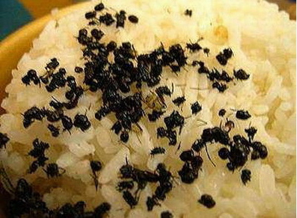 Xôi kiến: Đây là loại kiến được nuôi đặc biệt ở Trung Quốc, nó không giống như các loại kiến thông thường mà chúng ta vẫn thấy. Những con kiến sẽ được rang lên rồi ăn kèm với xôi. Rất ít người ở Singapore dám thử món ăn này, còn du khách nước ngoài thì cố gắng ăn thử vì tò mò.