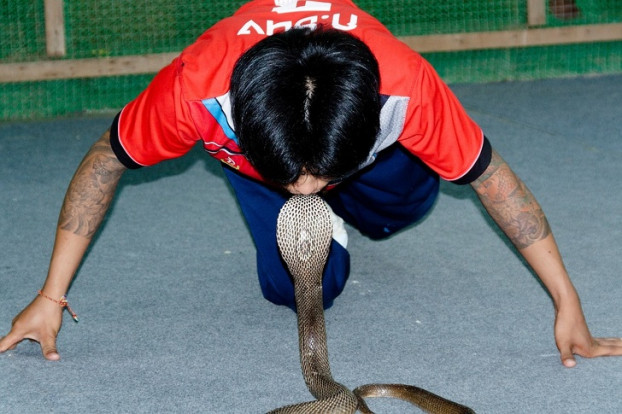 Illinois: Một người bán loài bò sát phải khuyên người mua không nên hôn nó.