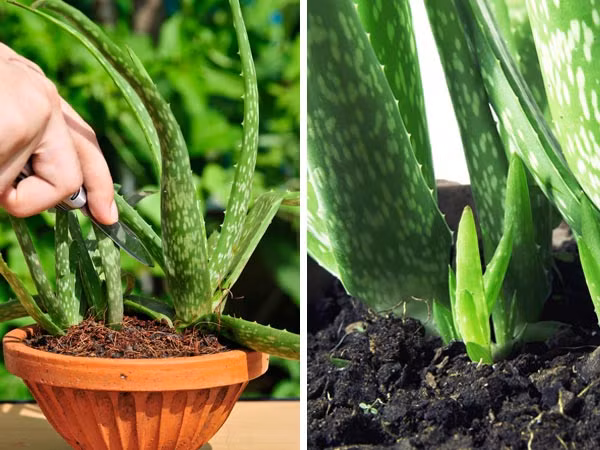 Lô hội là thảo dược rất tốt cho đường ruột. Nó có thể được sử dụng để giúp tuôn ra ký sinh trùng bởi trong lá cây lô hội có tác dụng bôi trơn, giúp bạn bài tiết ra ngoài.