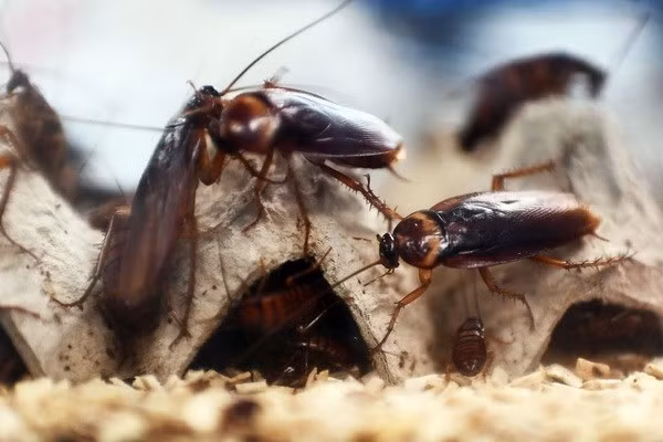 Nhiều nhà hàng ở tỉnh Sơn Đông, Tứ Xuyên và Vân Nam đã bắt đầu bán món ăn có nguyên liệu là gián.
