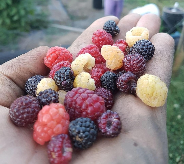 Quả mâm xôi: Trong quá trình đông lạnh, quả mâm xôi vẫn giữ được nhiều hợp chất phenol: một nguyên tố, có lợi cho những người mắc bệnh mãn tính.