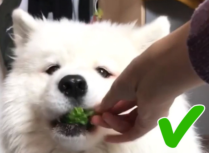 Bên cạnh những thực phẩm đông lạnh không tốt trên, cũng có những món ăn khá an toàn như bông cải xanh cấp đông. Loại rau đông lạnh này vẫn giàu axit ascorbic, vitamin B6, vitamin E và phốt pho, chưa kể đến giá trị protein của nó. Hơn nữa, bông cải xanh cấp đông còn rẻ hơn nhiều loại tươi.