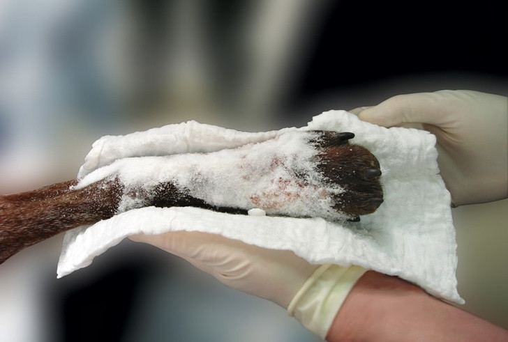 Rắc đường lên vết thương: Vi khuẩn không thể sống sót trong môi trường có lượng đường quá cao. Vì vậy bạn có thể tạm thời dùng đường để băng vết thương trước khi đưa đi cấp cứu.